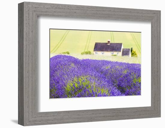 Lavender Fields, Cotswolds, Worcestershire, England, UK-Nadia Isakova-Framed Photographic Print