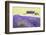 Lavender Fields, Cotswolds, Worcestershire, England, UK-Nadia Isakova-Framed Photographic Print