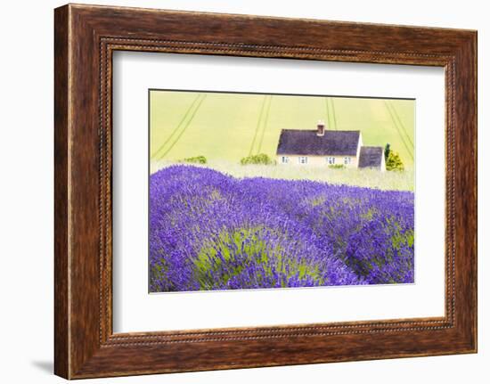 Lavender Fields, Cotswolds, Worcestershire, England, UK-Nadia Isakova-Framed Photographic Print