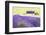 Lavender Fields, Cotswolds, Worcestershire, England, UK-Nadia Isakova-Framed Photographic Print