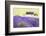 Lavender Fields, Cotswolds, Worcestershire, England, UK-Nadia Isakova-Framed Photographic Print