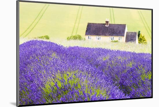 Lavender Fields, Cotswolds, Worcestershire, England, UK-Nadia Isakova-Mounted Photographic Print