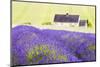 Lavender Fields, Cotswolds, Worcestershire, England, UK-Nadia Isakova-Mounted Photographic Print