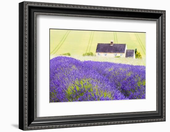 Lavender Fields, Cotswolds, Worcestershire, England, UK-Nadia Isakova-Framed Photographic Print