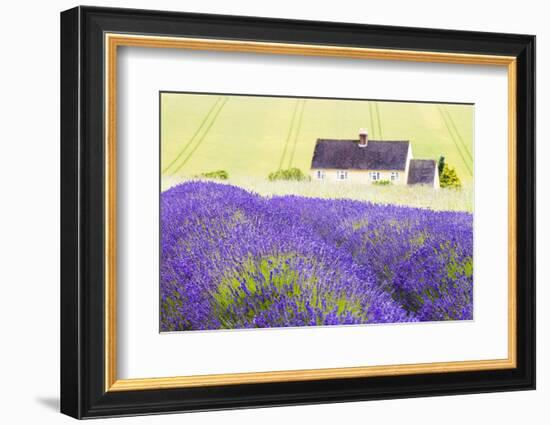 Lavender Fields, Cotswolds, Worcestershire, England, UK-Nadia Isakova-Framed Photographic Print