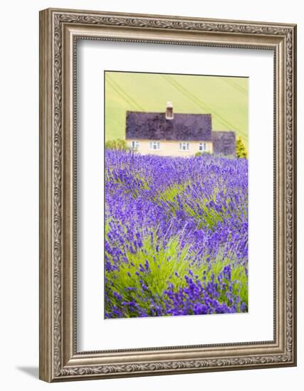 Lavender Fields, Cotswolds, Worcestershire, England, UK-Nadia Isakova-Framed Photographic Print