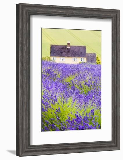 Lavender Fields, Cotswolds, Worcestershire, England, UK-Nadia Isakova-Framed Photographic Print