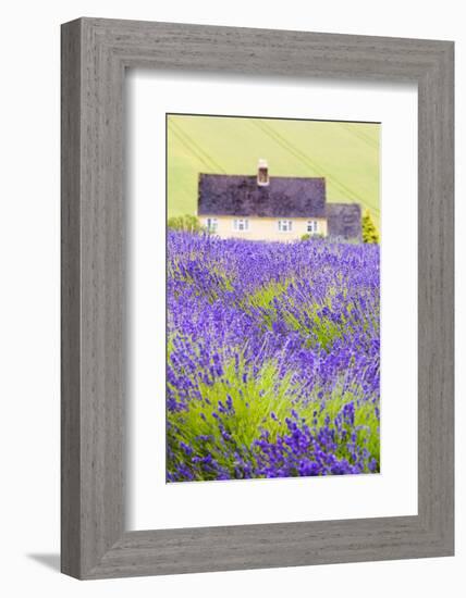 Lavender Fields, Cotswolds, Worcestershire, England, UK-Nadia Isakova-Framed Photographic Print