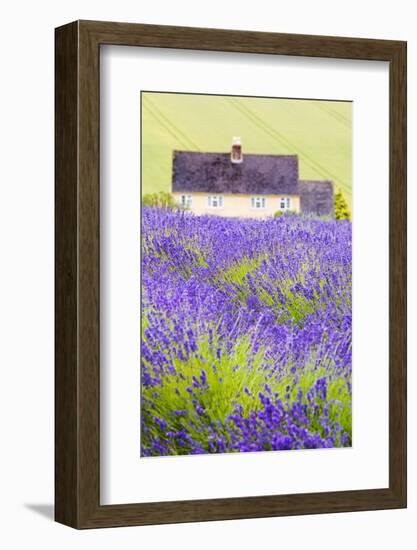 Lavender Fields, Cotswolds, Worcestershire, England, UK-Nadia Isakova-Framed Photographic Print