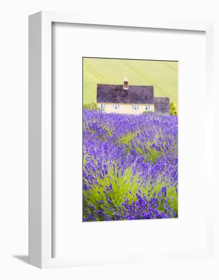 Lavender Fields, Cotswolds, Worcestershire, England, UK-Nadia Isakova-Framed Photographic Print