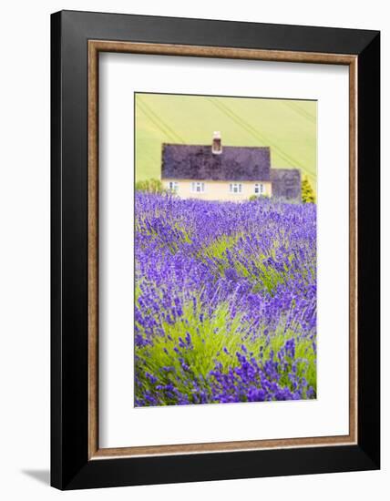 Lavender Fields, Cotswolds, Worcestershire, England, UK-Nadia Isakova-Framed Photographic Print