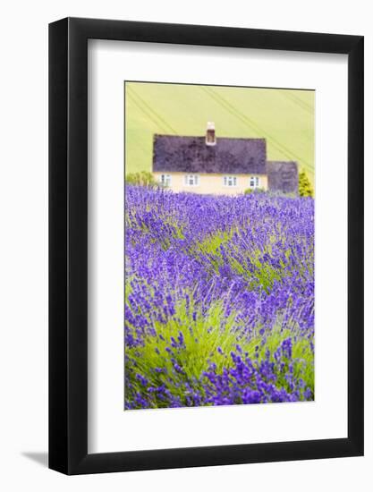 Lavender Fields, Cotswolds, Worcestershire, England, UK-Nadia Isakova-Framed Photographic Print