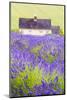Lavender Fields, Cotswolds, Worcestershire, England, UK-Nadia Isakova-Mounted Photographic Print