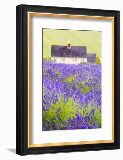 Lavender Fields, Cotswolds, Worcestershire, England, UK-Nadia Isakova-Framed Photographic Print