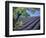 Lavender Fields in France-Owen Franken-Framed Photographic Print