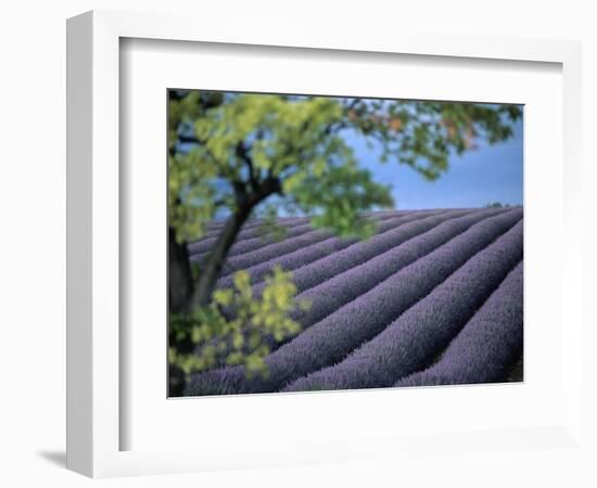 Lavender Fields in France-Owen Franken-Framed Photographic Print