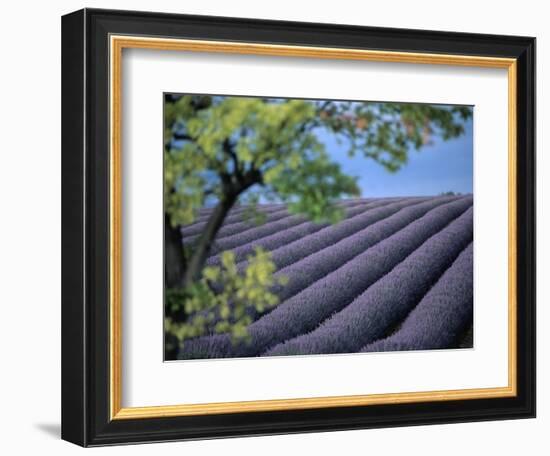 Lavender Fields in France-Owen Franken-Framed Photographic Print