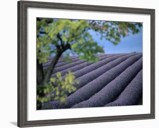 Lavender Fields in France-Owen Franken-Framed Photographic Print