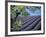 Lavender Fields in France-Owen Franken-Framed Photographic Print