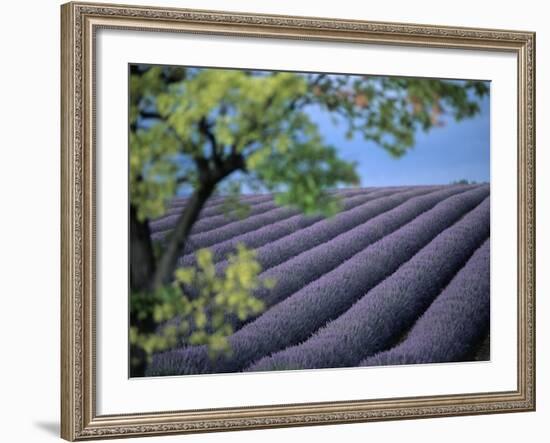 Lavender Fields in France-Owen Franken-Framed Photographic Print