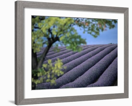 Lavender Fields in France-Owen Franken-Framed Photographic Print