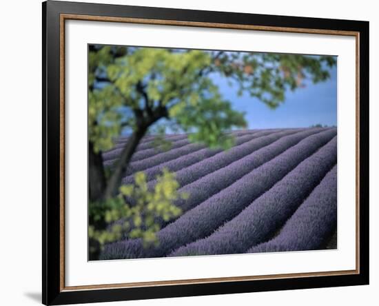 Lavender Fields in France-Owen Franken-Framed Photographic Print