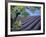 Lavender Fields in France-Owen Franken-Framed Photographic Print