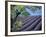 Lavender Fields in France-Owen Franken-Framed Photographic Print