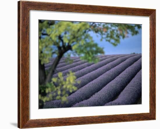 Lavender Fields in France-Owen Franken-Framed Photographic Print