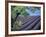 Lavender Fields in France-Owen Franken-Framed Photographic Print