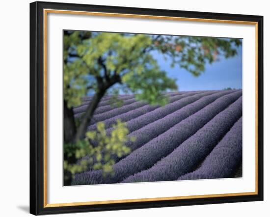 Lavender Fields in France-Owen Franken-Framed Photographic Print