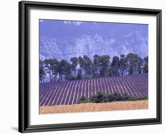 Lavender Fields in Provence-Martina Meuth-Framed Photographic Print