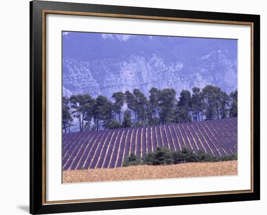 Lavender Fields in Provence-Martina Meuth-Framed Photographic Print