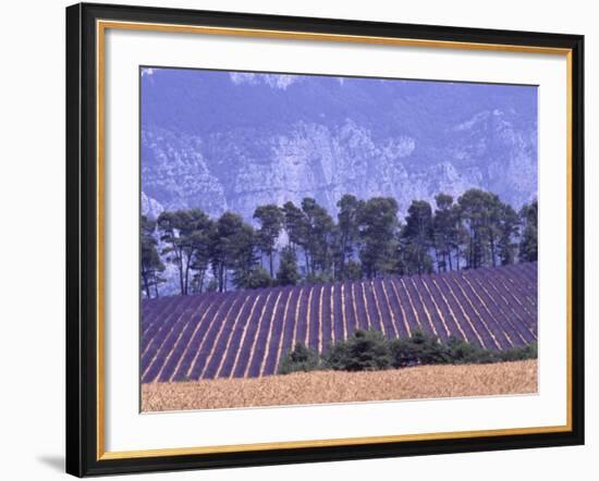 Lavender Fields in Provence-Martina Meuth-Framed Photographic Print