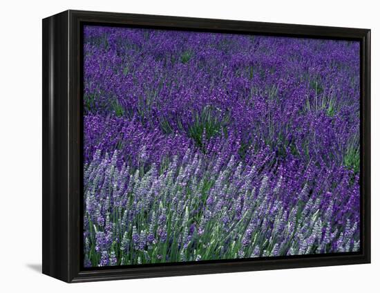 Lavender Fields in Sequim, Olympic Peninsula, Washington, USA-Jamie & Judy Wild-Framed Premier Image Canvas