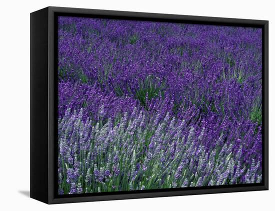 Lavender Fields in Sequim, Olympic Peninsula, Washington, USA-Jamie & Judy Wild-Framed Premier Image Canvas