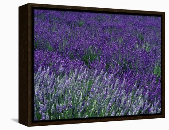 Lavender Fields in Sequim, Olympic Peninsula, Washington, USA-Jamie & Judy Wild-Framed Premier Image Canvas