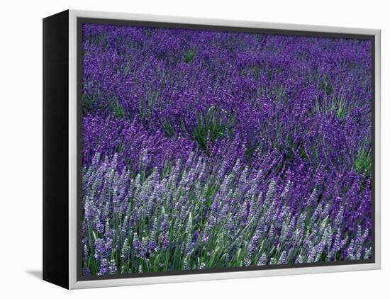 Lavender Fields in Sequim, Olympic Peninsula, Washington, USA-Jamie & Judy Wild-Framed Premier Image Canvas