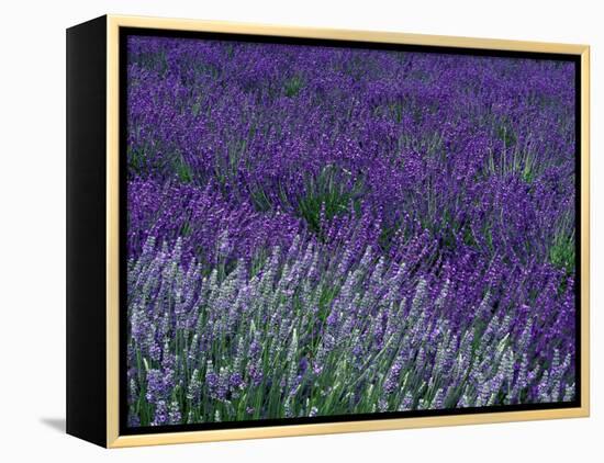 Lavender Fields in Sequim, Olympic Peninsula, Washington, USA-Jamie & Judy Wild-Framed Premier Image Canvas