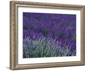 Lavender Fields in Sequim, Olympic Peninsula, Washington, USA-Jamie & Judy Wild-Framed Photographic Print