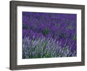 Lavender Fields in Sequim, Olympic Peninsula, Washington, USA-Jamie & Judy Wild-Framed Photographic Print