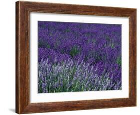 Lavender Fields in Sequim, Olympic Peninsula, Washington, USA-Jamie & Judy Wild-Framed Photographic Print