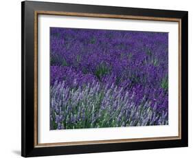 Lavender Fields in Sequim, Olympic Peninsula, Washington, USA-Jamie & Judy Wild-Framed Photographic Print