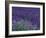 Lavender Fields in Sequim, Olympic Peninsula, Washington, USA-Jamie & Judy Wild-Framed Photographic Print