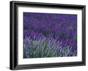 Lavender Fields in Sequim, Olympic Peninsula, Washington, USA-Jamie & Judy Wild-Framed Photographic Print