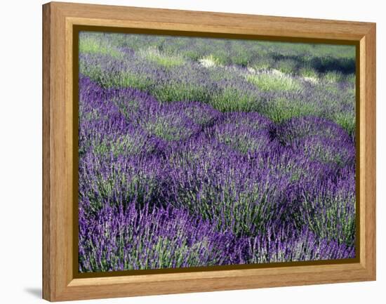 Lavender Fields in Sequim, Olympic Peninsula, Washington, USA-Jamie & Judy Wild-Framed Premier Image Canvas