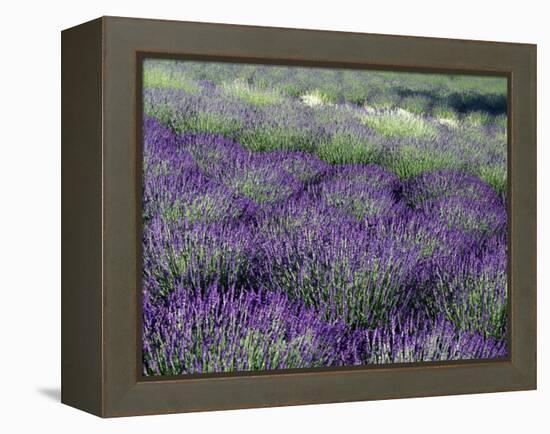 Lavender Fields in Sequim, Olympic Peninsula, Washington, USA-Jamie & Judy Wild-Framed Premier Image Canvas