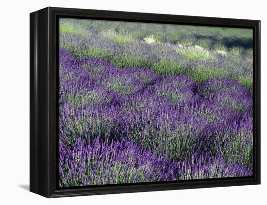 Lavender Fields in Sequim, Olympic Peninsula, Washington, USA-Jamie & Judy Wild-Framed Premier Image Canvas