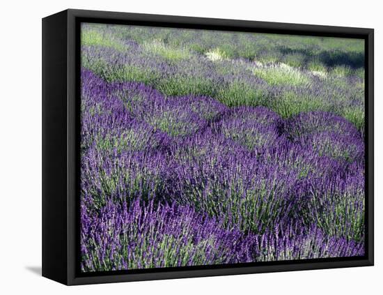 Lavender Fields in Sequim, Olympic Peninsula, Washington, USA-Jamie & Judy Wild-Framed Premier Image Canvas