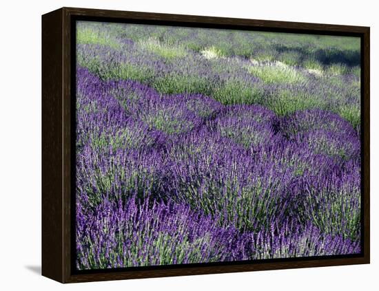 Lavender Fields in Sequim, Olympic Peninsula, Washington, USA-Jamie & Judy Wild-Framed Premier Image Canvas